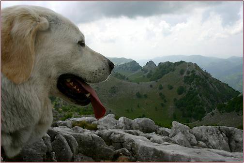 linacre brox piercing has tarifs piercing. linacre brox piercing has